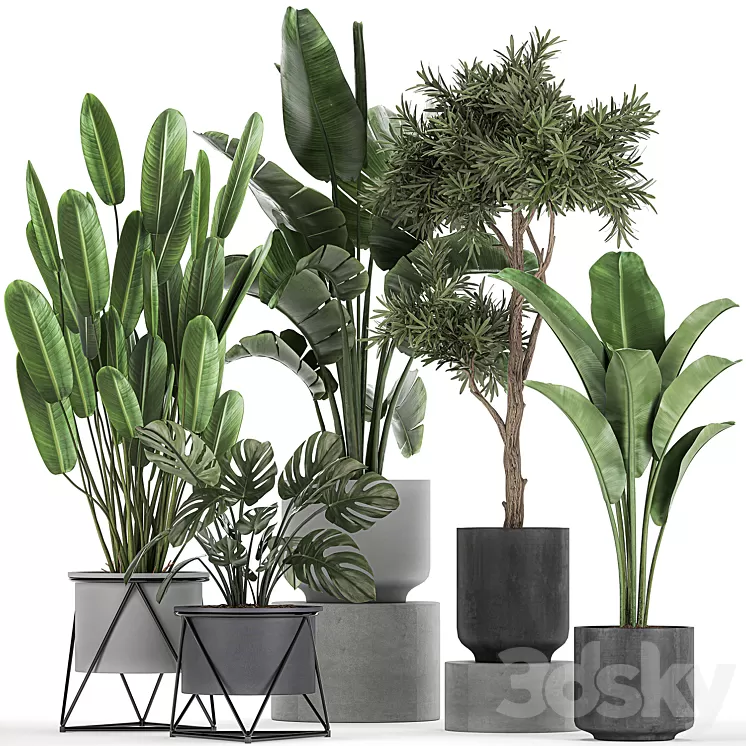 Collection of plants in pots on legs with Strelitzia monstera Banana palm tree. Set 749. 3D Model