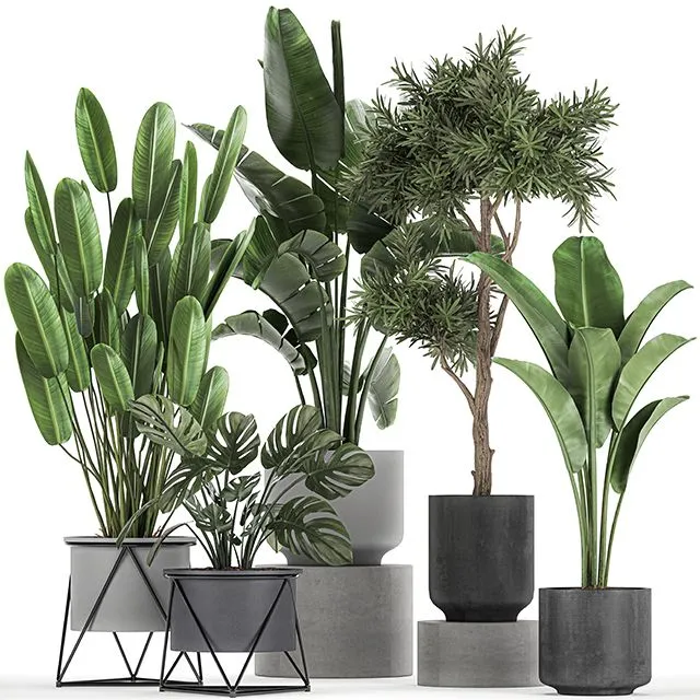 Collection of plants in pots Set 749 3D Model