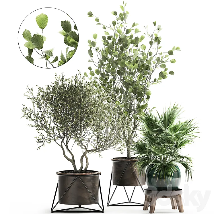 Collection of plants in pots with Olive tree ficus fan palm hazel linden. Set 975. 3D Model Free