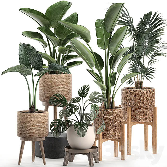 Collection of plants in rattan baskets on legs with Banana palm strelitzia hovea monstera alokasia. Set 574. 3D Model