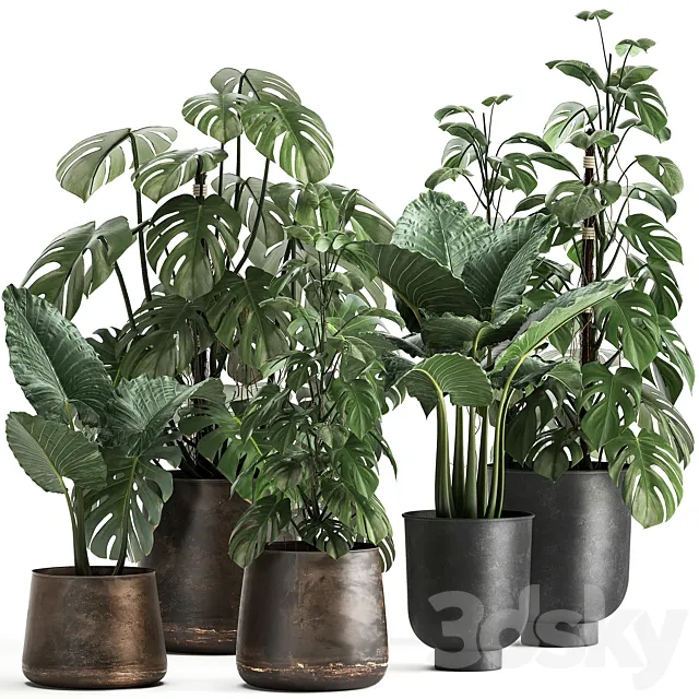 Collection of plants in rusty metal black pots with Monstera flower loft Alokasia. Dial 999. 3D Model