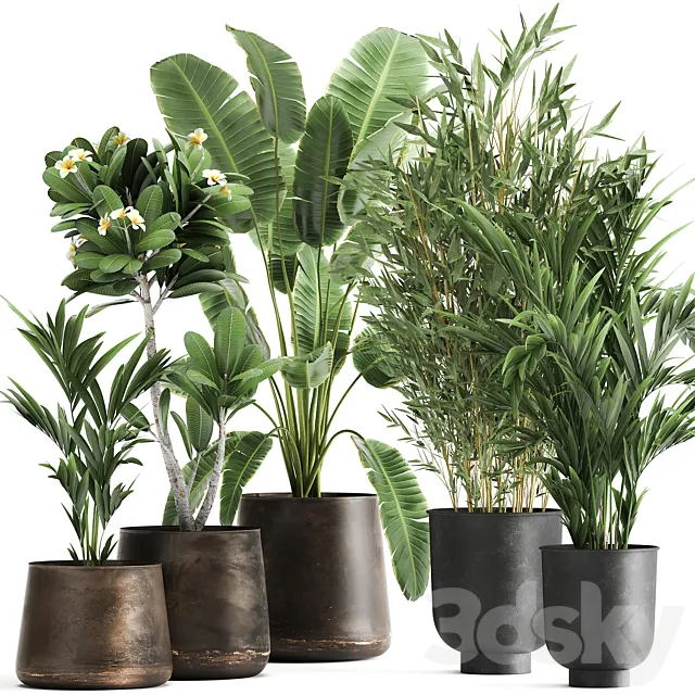 Collection of plants in rusty metal pots with Banana palm bamboo loft style. Set 1043. 3D Model