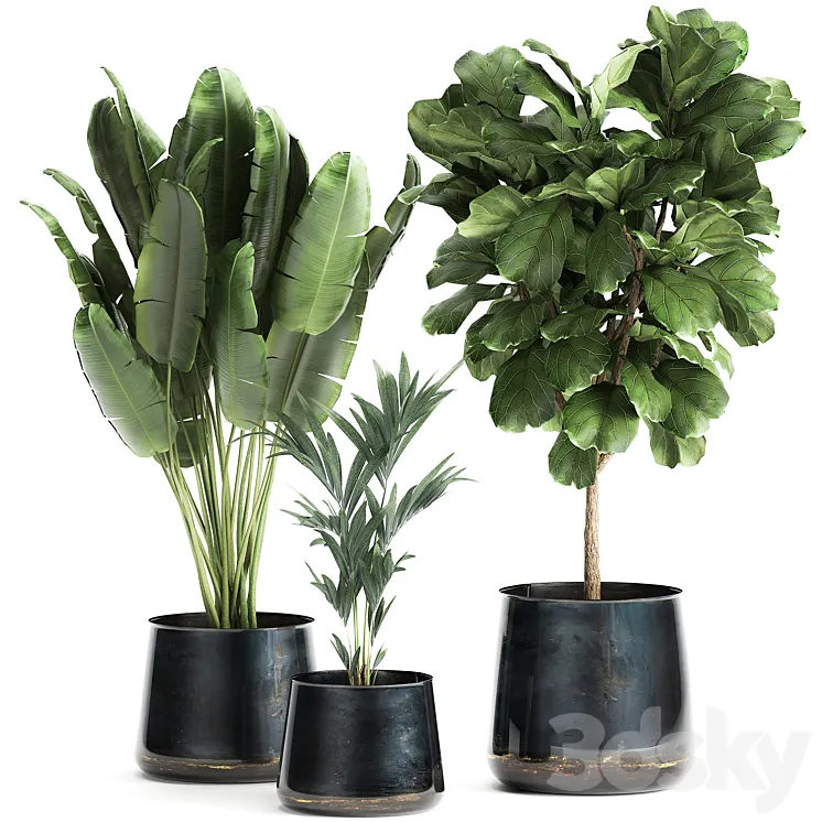 Collection of plants in stylish pots with a small tree Ficus lyrata Banana palm Howea . Set 873. 3D Model Free