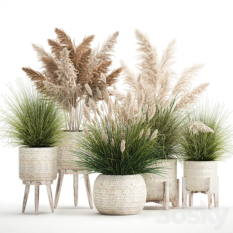 Collection of plants in white baskets and pots with Pampas grass rattan dried flower. Set of 1080 3D Model Free