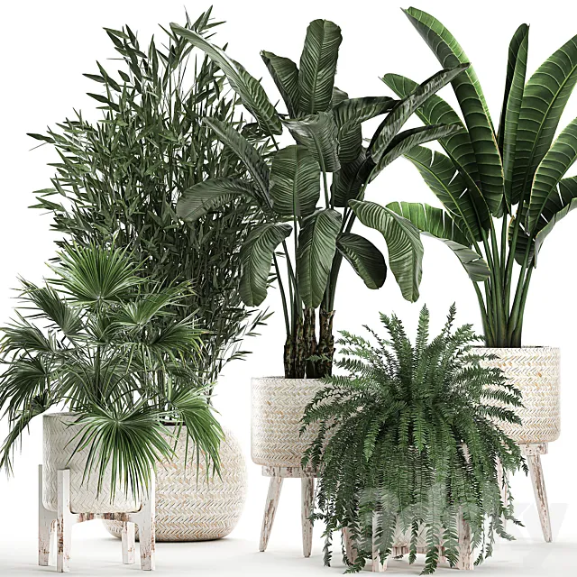 Collection of plants in white baskets with Fan palm Fern Bamboo Strelitzia. Set 791. 3D Model