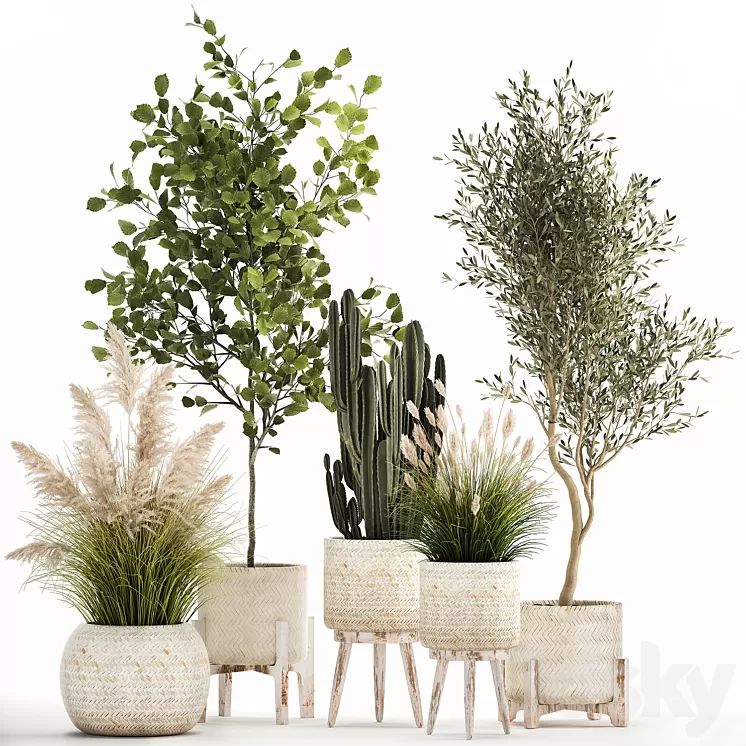 Collection of plants in white baskets with pampas grass tree olive cactus Cereus hazel hazel. Set 1035. 3D Model Free