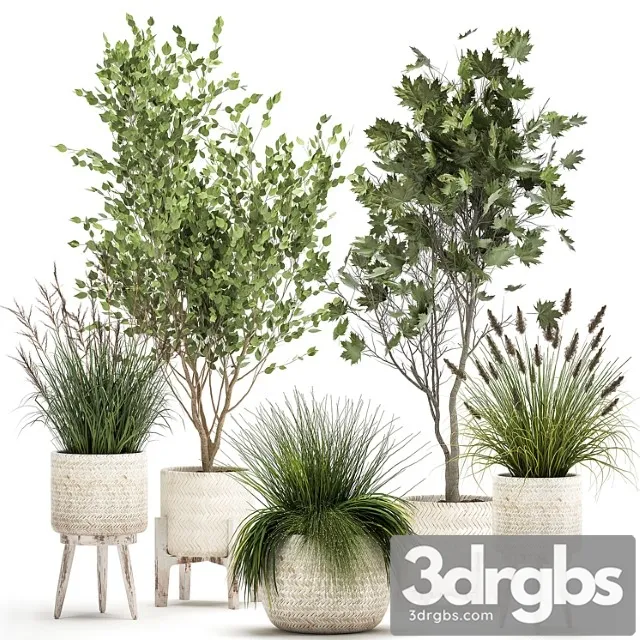 Collection of Plants in White Baskets With Reed Trees Bushes Sycamore Maple Set 1047 3D Model Free