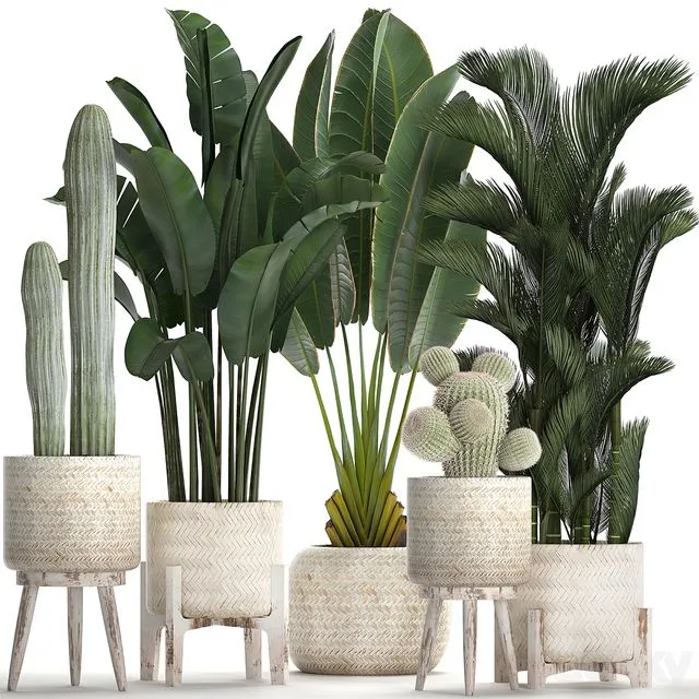 Collection of plants in white modern baskets with Cacti and banana palm dipsis carnegie strelitzia. Set 426 3D Model