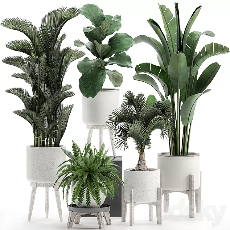Collection of plants in white pots on legs with Dipsis palm banana fern ficus lirata strelitzia ravenala. Set 573. 3D Model
