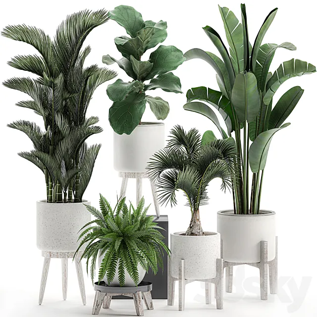 Collection of plants in white pots on legs with Dipsis palm. banana. fern. ficus lirata. strelitzia. ravenala. Set 573. 3DModel
