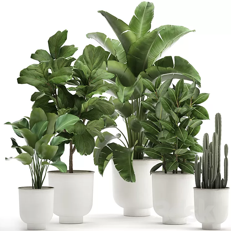 Collection of plants in white pots with banana palm ficus tree Strelitzia. Set 906. 3D Model