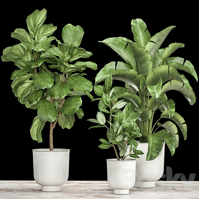 Collection of plants in white pots with Ficus lyrata and Strelitzia trees banana. Set 1018. 3D Model