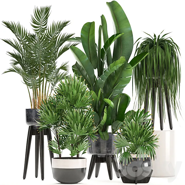 Collection of plants. Indoor plants rapis palm tree banana pot strelitzia indoor plants 3D Model
