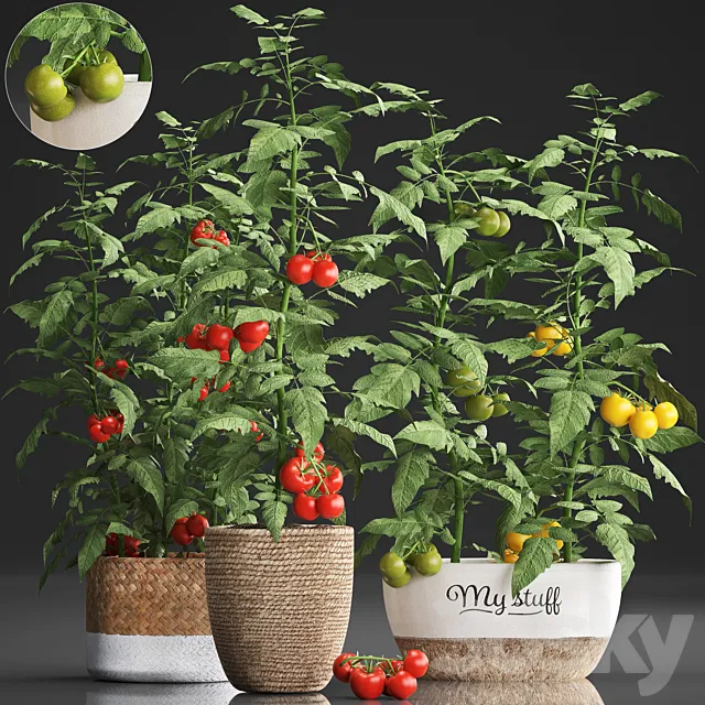 Collection of plants kitchen garden vegetable garden in modern pots planters with vegetables. tomato bush. kitchen greens. cherry. yellow. green. red. Set 385. 3DModel