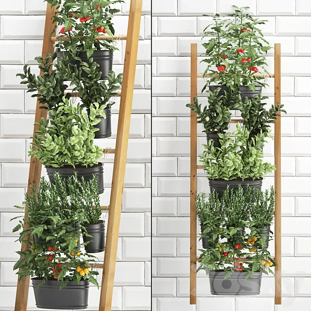 Collection of plants kitchen garden vegetable garden in pots buckets railing stairs white tile apron with vegetables tomatoes rosemary basil Vertical landscaping. Set 36. 3D Model