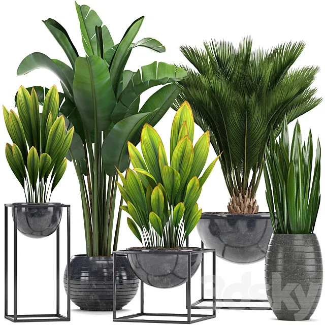 Collection of plants. Loft black pot flowerpot banana palm tree strelitzia cicada sansevieria bush canarian date date date palm strelitzia 3D Model