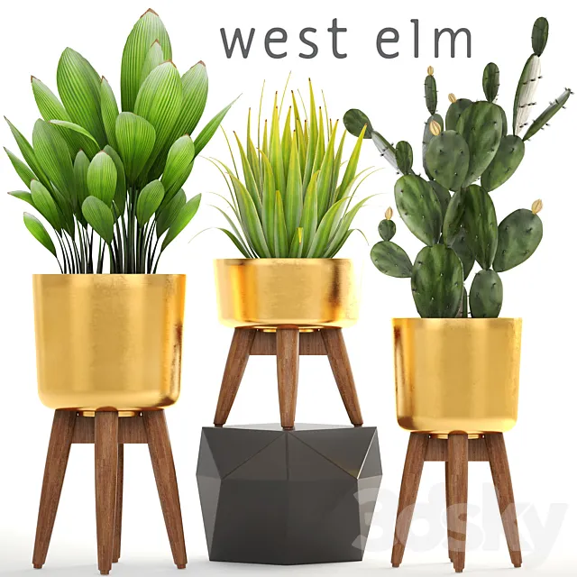 Collection of plants. luxury flowerpot golden pot bush cactus prickly pear agave interior indoor decor luxury 3D Model