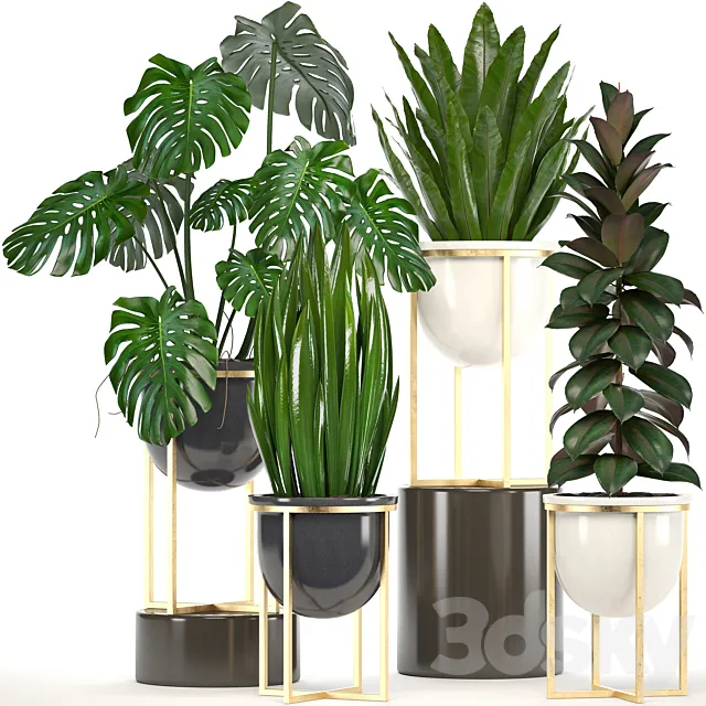 Collection of plants. luxury flowerpot monstera pot ficus robusta gold interior plants ficus abidjan luxury decor pot 3D Model
