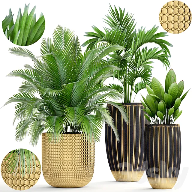Collection of plants. luxury pot flowerpot gold palm tree decorative interior hovea areca luxury decor landscaping Howea forsteriana 3D Model