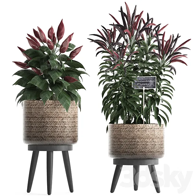Collection of plants mini home kitchen garden vegetable garden in rattan pots with herbs pepper chili vegetables. Set 424. 3D Model