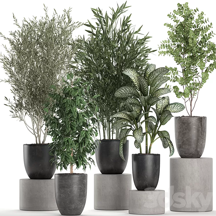 Collection of plants of indoor small trees in black pots with Olive bamboo Dieffenbachia ficus. Set 650. 3D Model