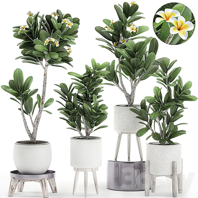 Collection of plants of small exotic flowering trees in white pots on legs with Plumeria. frangipani. Set 559. 3DModel