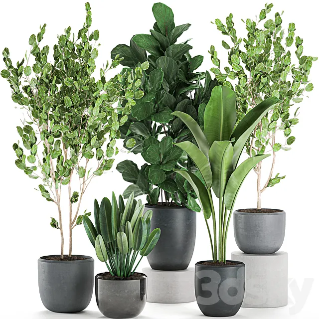 Collection of plants of trees in black pots with Ficus lyrata. banana palm. strelitzia. Set 550. 3DModel