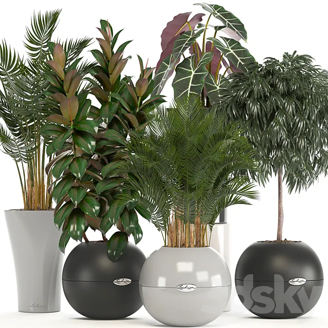 Collection of plants. Round pot flowerpot bushes ficus ali palm tree alocasia Hovea interior plants ficus abidjan 3D Model