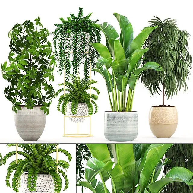 Collection of plants Scandinavian style 3D Model
