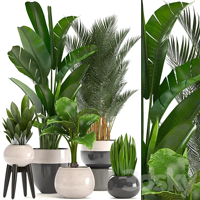 Collection of plants. strelitzia banana palm tree hovea alocasia interior plants scandinavian style pot flowerpot luxury decor strelitzia 3D Model