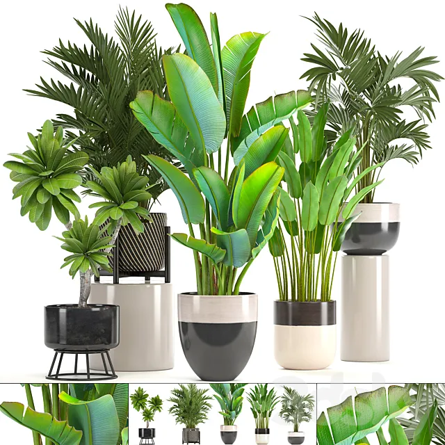 Collection of plants. strelitzia hovea palm tree bush banana indoor plants strelitzia interior indoor decorative 3D Model