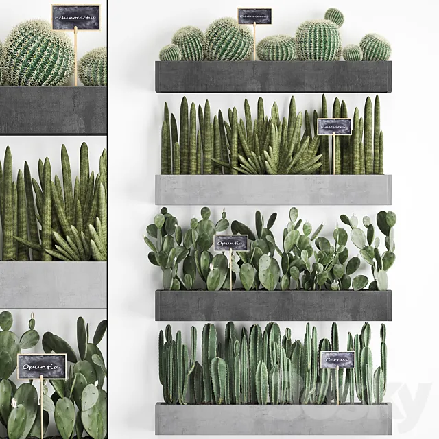 Collection of plants vertical gardening in wooden wall-mounted black pots shelves with Cacti cereus sansevieria Prickly pear. Set 43. 3D Model