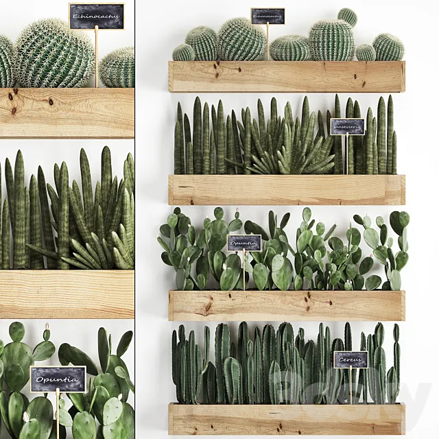Collection of plants vertical gardening in wooden wall pots shelves with Cacti. cereus. sansevieria. Prickly pear. Set 42. 3DModel