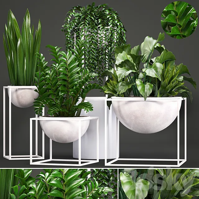 Collection of plants. White flowerpot pot alocasia bushes sansevieria Zamioculcas Caladium interior plants indoor 3D Model