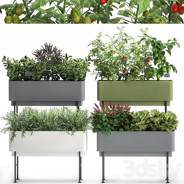 Collection of potted plants Kitchen garden vegetables tomatoes peppers herbs Rosemary lettuce Lettuce garden bed. Set 1059. 3D Model Free