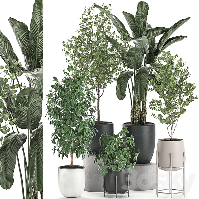 Collection of potted plants with Benjamin ficus trees Banana palm Scheffler Eucalyptus. Set 556. 3D Model