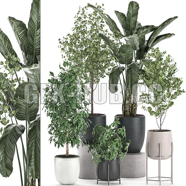 Collection of potted plants with Benjamin ficus trees Set 556 3D Model