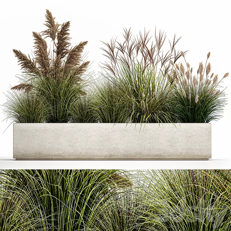 Collection of potted plants with Pampas grass reeds flower bed bushes landscaping. Set 1078 3D Model Free