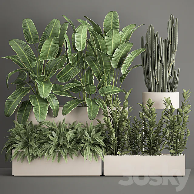 Collection of potted plants with Strelitzia. fern. cactus. cereus. Zamiokulkas. 1062. 3DModel