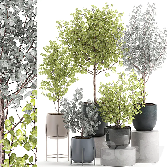 Collection of small beautiful interior trees in pots with ash Eucalyptus. Set 552. 3D Model