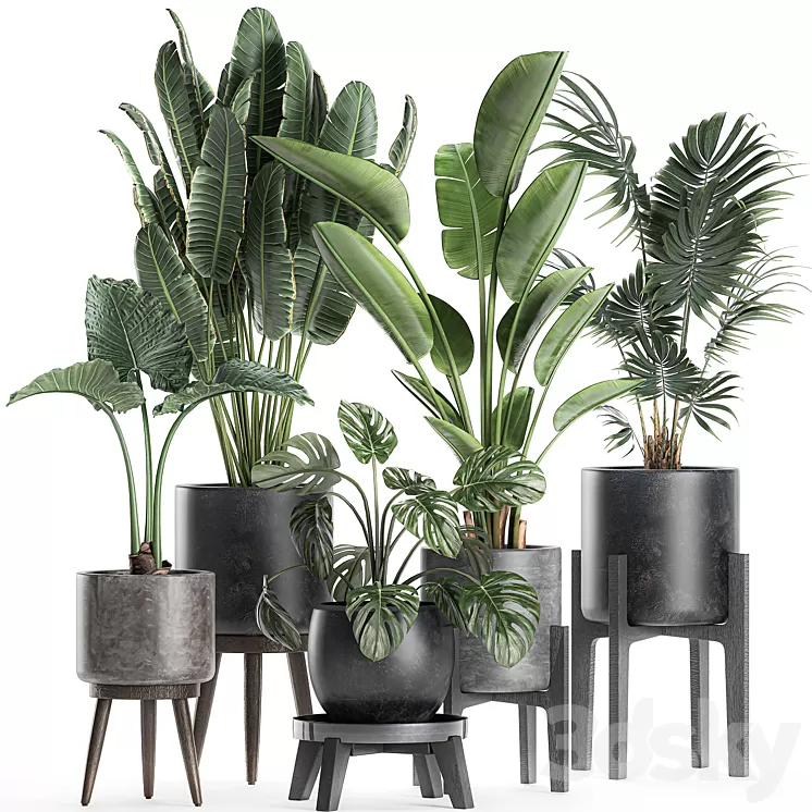 Collection of small beautiful plants in black pots on legs with Banana palm strelitzia monstera. Set 659. 3D Model