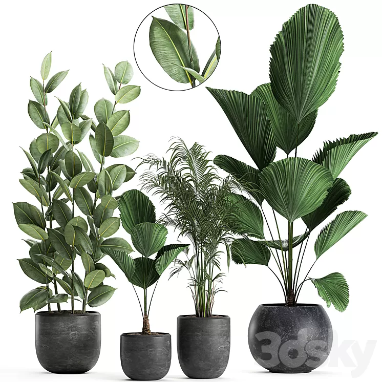 Collection of small beautiful plants in black pots with Licuala palm ficus. Set 664. 3D Model