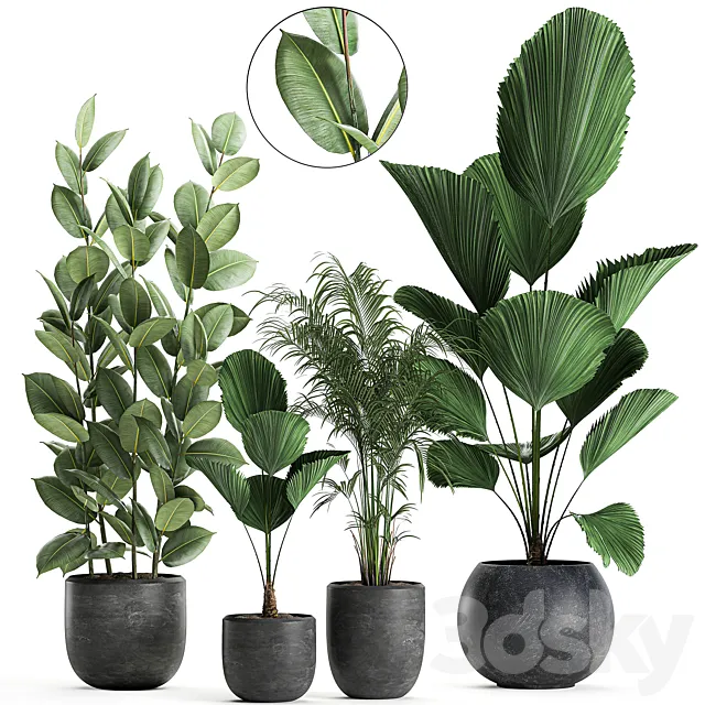 Collection of small beautiful plants in black pots with Licuala. palm. ficus. Set 664. 3DModel