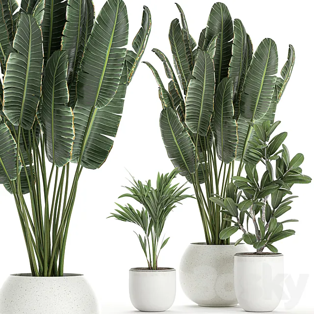 Collection of small beautiful plants in white pots with Banana palm strelitzia. Set 660. 3D Model