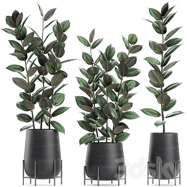 Collection of small bushes of ficus trees in black pots on legs with ficus abidjan elastic. Set 628. 3D Model