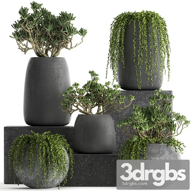 Collection of Small Exotic Hanging Plants Succulents In Black Pots With Crassula Crassula Set 817 3D Model Free