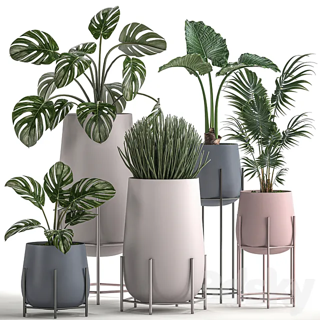 Collection of small indoor plants in modern pots on legs with Monstera Palm hovea alokasia Sansevieria. Set 547. 3D Model
