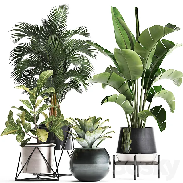 Collection of small lush plants in white modern pots with Banana palm strelitzia round croton bromeliad luxury decor. Set 441. 3D Model