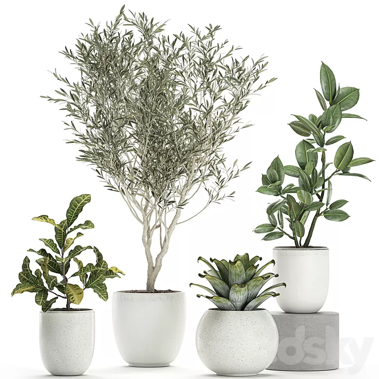 Collection of small ornamental plants in white pots with Olive tree ficus croton bromelia sapling. Set 676 3D Model