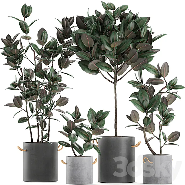 Collection of small ornamental trees in concrete black pots with handles ficus elastica abidjan. Set 604. 3D Model